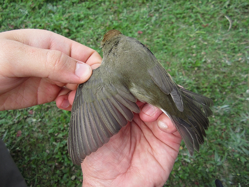 Blackcap, Sundre 20120828